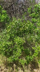 Colliguaja odorifera