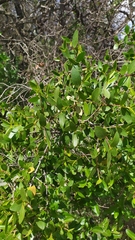 Colliguaja odorifera