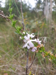 Westringia tenuicaulis