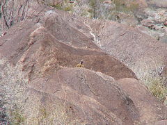 Crotaphytus vestigium