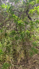 Colliguaja odorifera