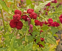 Blitum capitatum capitatum