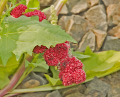 Blitum capitatum capitatum