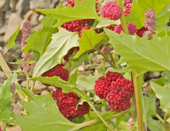 Blitum capitatum capitatum