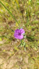 Clarkia tenella