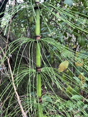 Equisetum myriochaetum