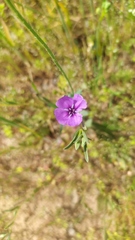 Clarkia tenella