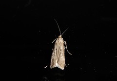 Eudonia atmogramma