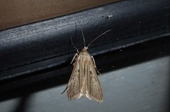 Eudonia atmogramma