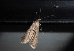 Eudonia atmogramma