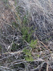 Gonocarpus elatus