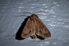 Ichneutica averilla