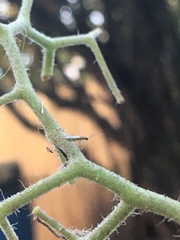 Engytatus modestus