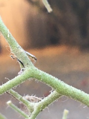 Engytatus modestus