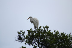 Ardea alba