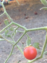Engytatus modestus
