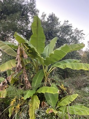 Musa basjoo