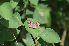 Antigonus erosus