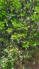 Quillaja saponaria