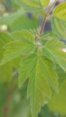 Acer negundo interius