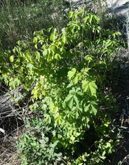 Acer negundo interius