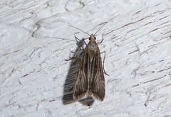 Eudonia atmogramma