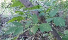 Acer negundo interius