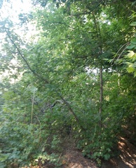 Acer negundo interius