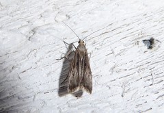 Eudonia atmogramma