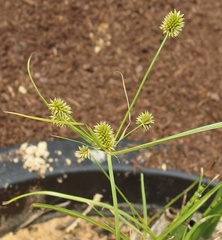 Cyperus cyperoides