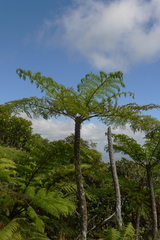 Cyathea alata