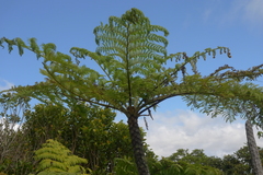 Cyathea alata