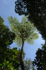Cyathea alata