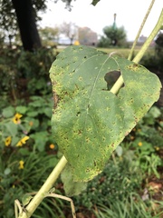 Puccinia helianthi