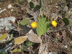 Opuntia deamii