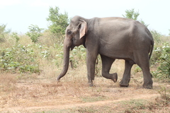 Elephas maximus maximus