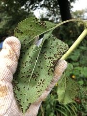 Puccinia helianthi