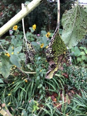 Puccinia helianthi