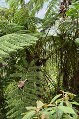 Alsophila firma