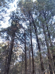 Callitris glaucophylla