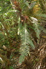 Blechnum contiguum