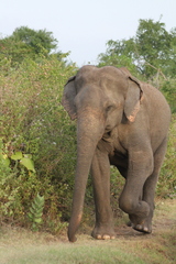 Elephas maximus maximus