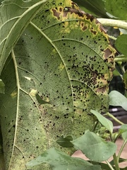 Puccinia helianthi