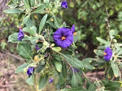 Lycianthes lycioides
