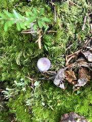 Thaxterogaster occidentalis