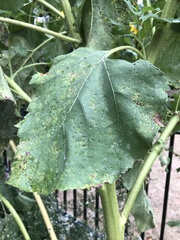 Puccinia helianthi