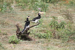 Anthracoceros coronatus