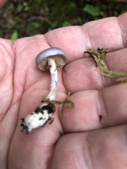 Thaxterogaster occidentalis