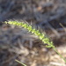 Plains Bristlegrass - Photo (c) Edith Bergquist, some rights reserved (CC BY-NC), uploaded by Edith Bergquist