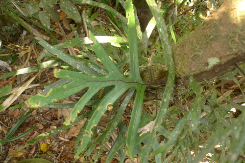 Lecanopteris varians observed 2017-08-13